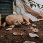 ♻️ Uruguay implementará plan para pagar por botellas descartables