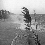 Tristeza en Salto: murió un exfutbolista tras ser atacado por un enjambre de abejas