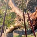 Uruguay concentrará en un hotel de lujo de la Riviera Maya durante el Mundial 2026