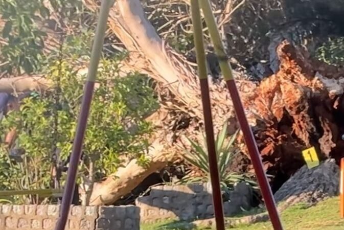 mujer que fue aplastada por un árbol