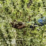 Rivera recibirá más de $95 millones para obras: mirá qué zonas serán intervenidas