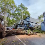 Montevideo: dos árboles cayeron casi al mismo tiempo y el episodio no terminó en tragedia de milagro