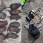 Detuvieron a tres hombres por cazar ilegalmente en un campo de Cerro Largo: tenían más de 10 mulitas muertas