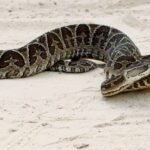 Rivera: una mujer fue hospitalizada tras ser mordida por una serpiente venenosa