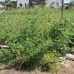 Hallaron un cuerpo calcinado cerca de la Fortaleza del Cerro y la Policía investiga un homicidio